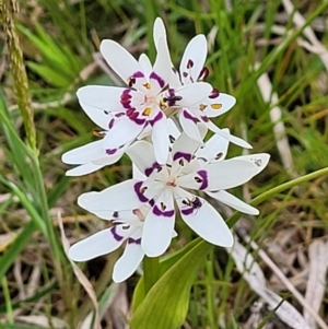 Wurmbea dioica subsp. dioica at Holt, ACT - 26 Sep 2021