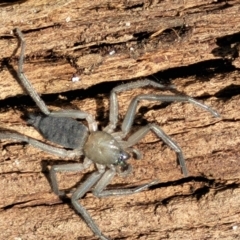 Gnaphosidae (family) (Ground spider) at Holt, ACT - 26 Sep 2021 by trevorpreston