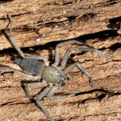 Gnaphosidae (family) (Ground spider) at Kama - 26 Sep 2021 by trevorpreston