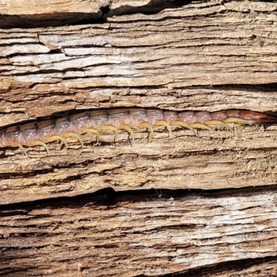 Cormocephalus aurantiipes (Orange-legged Centipede) at Kama - 26 Sep 2021 by tpreston