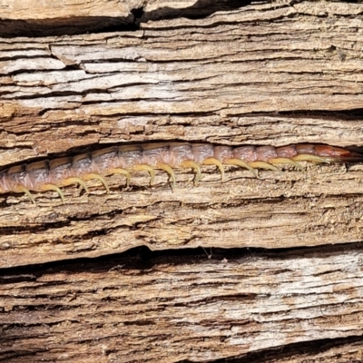 Cormocephalus aurantiipes (Orange-legged Centipede) at Holt, ACT - 26 Sep 2021 by trevorpreston