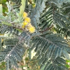 Acacia dealbata (Silver Wattle) at Molonglo River Reserve - 26 Sep 2021 by tpreston