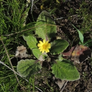 Cymbonotus sp. (preissianus or lawsonianus) at Conder, ACT - 17 Sep 2021