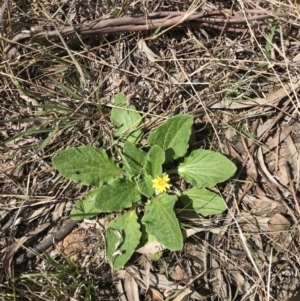 Cymbonotus sp. (preissianus or lawsonianus) at Griffith, ACT - 26 Sep 2021