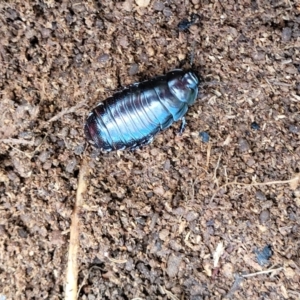 Panesthia australis at Holt, ACT - 26 Sep 2021