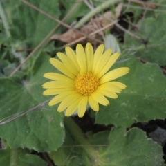 Cymbonotus sp. (preissianus or lawsonianus) (Bears Ears) at Tuggeranong Hill - 17 Sep 2021 by michaelb