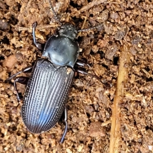 Meneristes australis at Holt, ACT - 26 Sep 2021 12:14 PM