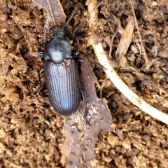 Meneristes australis at Holt, ACT - 26 Sep 2021 12:14 PM