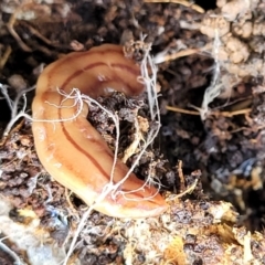 Anzoplana trilineata (A Flatworm) at Holt, ACT - 26 Sep 2021 by trevorpreston