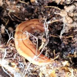 Anzoplana trilineata at Holt, ACT - 26 Sep 2021