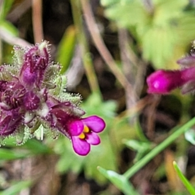 Parentucellia latifolia (Red Bartsia) at Holt, ACT - 26 Sep 2021 by trevorpreston