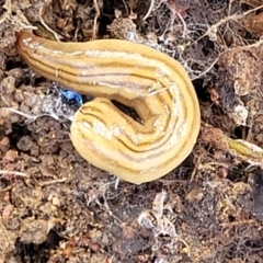 Fletchamia quinquelineata (Five-striped flatworm) at Holt, ACT - 26 Sep 2021 by tpreston