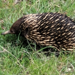 Tachyglossus aculeatus (Short-beaked Echidna) at Molonglo Valley, ACT - 26 Sep 2021 by trevorpreston