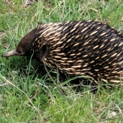 Tachyglossus aculeatus (Short-beaked Echidna) at Kama - 26 Sep 2021 by tpreston