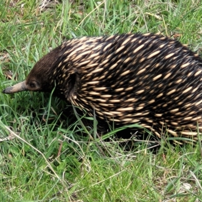 Tachyglossus aculeatus (Short-beaked Echidna) at Molonglo Valley, ACT - 26 Sep 2021 by trevorpreston