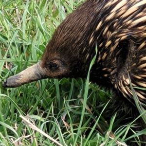 Tachyglossus aculeatus at Molonglo Valley, ACT - 26 Sep 2021 12:23 PM