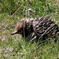 Tachyglossus aculeatus at Molonglo Valley, ACT - 26 Sep 2021