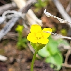 Cicendia quadrangularis (Oregon Timwort) at Holt, ACT - 26 Sep 2021 by trevorpreston