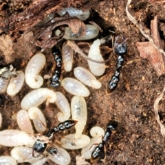 Amblyopone australis (Slow Ant) at Molonglo River Reserve - 26 Sep 2021 by tpreston