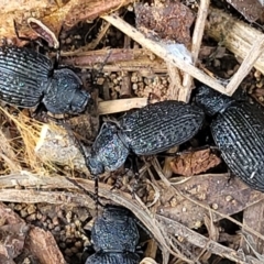 Adelium porcatum (Darkling Beetle) at Molonglo River Reserve - 26 Sep 2021 by tpreston