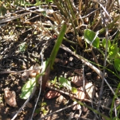 Thelymitra sp. (A Sun Orchid) at Carwoola, NSW - 26 Sep 2021 by Liam.m