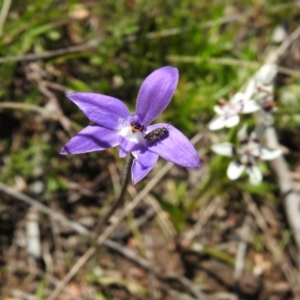 Glossodia major at Carwoola, NSW - suppressed