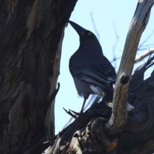 Strepera versicolor at Carwoola, NSW - 26 Sep 2021