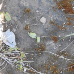 Eriochilus cucullatus at Carwoola, NSW - suppressed