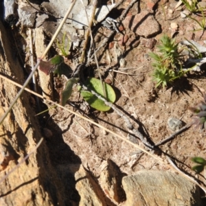 Eriochilus cucullatus at Carwoola, NSW - suppressed