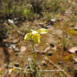 Diuris chryseopsis at Carwoola, NSW - suppressed