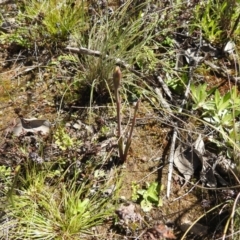 Thelymitra sp. (A Sun Orchid) at Carwoola, NSW - 26 Sep 2021 by Liam.m