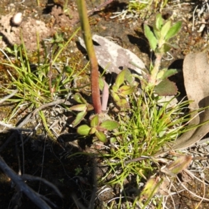 Thelymitra sp. at Carwoola, NSW - suppressed