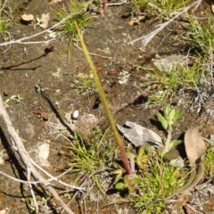 Thelymitra sp. at Carwoola, NSW - 26 Sep 2021