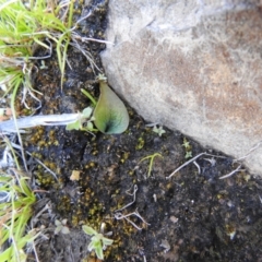 Eriochilus cucullatus (Parson's Bands) at Carwoola, NSW - 26 Sep 2021 by Liam.m