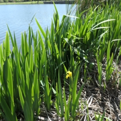 Iris pseudacorus (Yellow Flag) at Mount Ainslie to Black Mountain - 25 Sep 2021 by TrishGungahlin