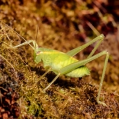 Caedicia simplex (Common Garden Katydid) at Macgregor, ACT - 26 Sep 2021 by Roger