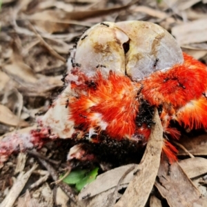 Callocephalon fimbriatum at Stromlo, ACT - 25 Sep 2021