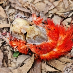 Callocephalon fimbriatum at Stromlo, ACT - 25 Sep 2021