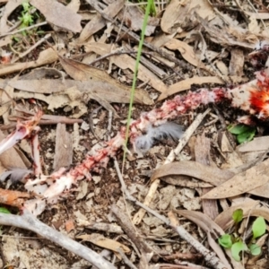 Callocephalon fimbriatum at Stromlo, ACT - 25 Sep 2021