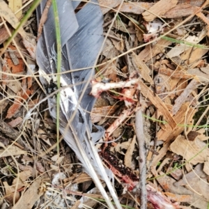 Callocephalon fimbriatum at Stromlo, ACT - 25 Sep 2021