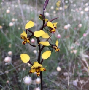 Diuris pardina at Majura, ACT - suppressed