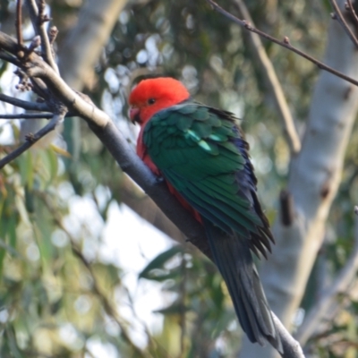 Alisterus scapularis (Australian King-Parrot) at Greenleigh, NSW - 14 Aug 2021 by LyndalT