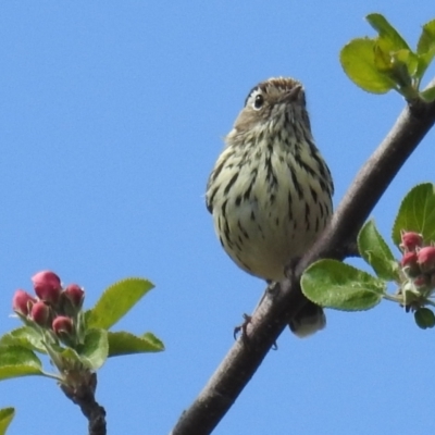 Pyrrholaemus sagittatus (Speckled Warbler) at Cooleman Ridge - 26 Sep 2021 by HelenCross