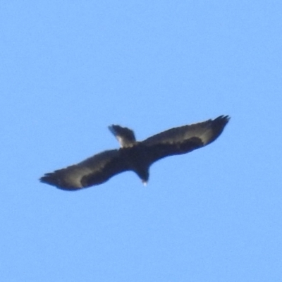 Aquila audax (Wedge-tailed Eagle) at Tuggeranong DC, ACT - 26 Sep 2021 by HelenCross