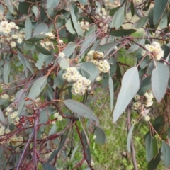 Eucalyptus polyanthemos (Red Box) at Tuggeranong DC, ACT - 26 Sep 2021 by HelenCross