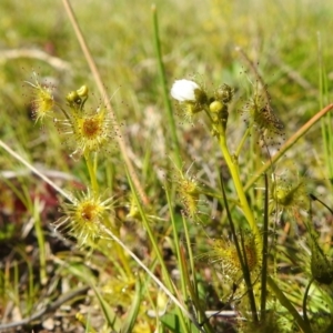 Drosera gunniana at Stromlo, ACT - 26 Sep 2021 02:48 PM