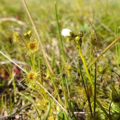 Drosera gunniana (Pale Sundew) at Stromlo, ACT - 26 Sep 2021 by HelenCross