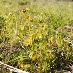 Drosera gunniana at Stromlo, ACT - 26 Sep 2021