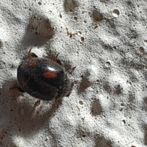 Coccinellidae (family) at Turner, ACT - 26 Sep 2021 02:52 PM