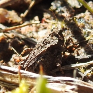 Tetrigidae (family) at Tuggeranong DC, ACT - 26 Sep 2021